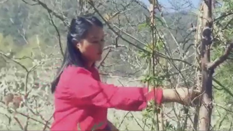 一直挂念着山上的野菜,今天终于如愿以偿